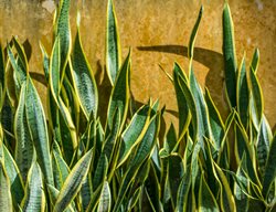 Snake Plant, Mother In Law’s Tongue
Shutterstock.com
New York, NY