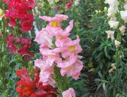 Snapdragon Flowers, Antirrhinum Majus
Shutterstock.com
New York, NY