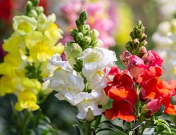Snapdragon Flowers, Antirrhinum Majus
Shutterstock.com
New York, NY