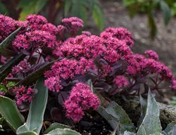 Snapdragon Flowers, Sedum Hybrid
Proven Winners
Sycamore, IL