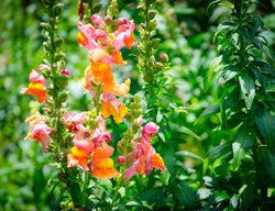 Snapdragon Flowers
Shutterstock.com
New York, NY