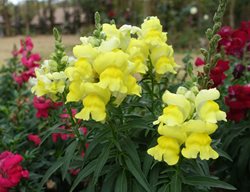 Snapdragon, Snapdragon Flower, Yellow Flowers
Shutterstock.com
New York, NY
