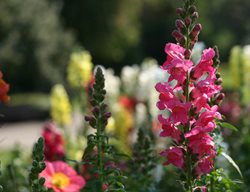 Snapdragons, Pink Flower, Antirrhinum
Pixabay
