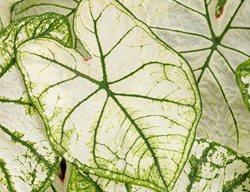 Snow Drift Caladium, Elephant Ear, White And Green Leaves
Proven Winners
Sycamore, IL