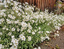 Snow In Summer, Cerastium Tomentosum
Shutterstock.com
New York, NY