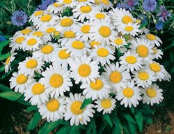 Snow Lady Shasta Daisy, Leucanthemum Superbum
All-America Selections
Downers Grove, IL