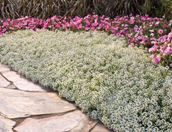 Snow Princess Alyssum, Lobularia Hybrid
Proven Winners
Sycamore, IL