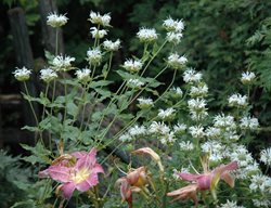 Snow White Bee Balm, Monarda Didyma, White Flower
Millette Photomedia
