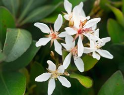 Snow White Indian Hawthorn, Rhaphiolepis Indica, White Flowering Shrub
Flickr
