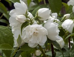 Snow White Sensation Mock Orange, Philadelphus 'snow White Sensation’
Millette Photomedia
