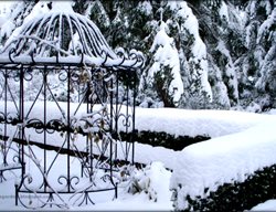 Snow, Winter Garden, Japanese Holly
Garden Design
Calimesa, CA