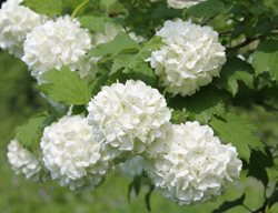 Snowball Viburnum, Viburnum Opulus
Shutterstock.com
New York, NY