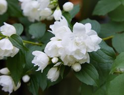 Snowbelle Mock Orange, Philadelphus 'snowbelle'
Shutterstock.com
New York, NY