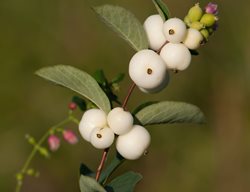 Snowberry, Symphoricarpos Albus
Shutterstock.com
New York, NY