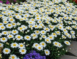 Snowcap Shasta Daisy, Leucanthemum Superbum, Garden Flower
Walters Gardens
