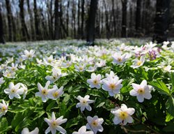 Snowdrop Anemone, Naturalized Anemone, Anemone Sylvestris
Shutterstock.com
New York, NY