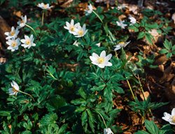 Snowdrop Anemone, White Flower, Anemone Sylvestris
Shutterstock.com
New York, NY