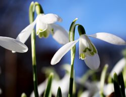 Snowdrop Flower, Spring Bulb
Creative Commons
