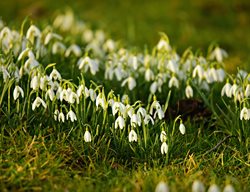 Snowdrop, Galanthus, Field, White
Pixabay
