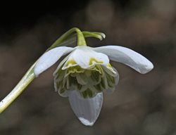 Snowdrop, Galanthus, Flore Pleno
Millette Photomedia
