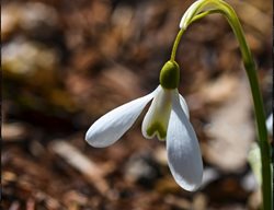 Snowdrop, Galanthus, Magnet
Millette Photomedia
