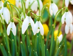 Snowdrops Flowers, Galanthus
Garden Design
Calimesa, CA
