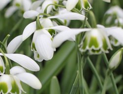 Snowdrops
Linden Hill Gardens
Ottsville, PA