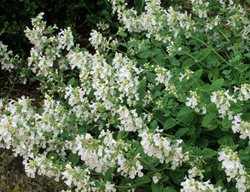 Snowflake Catmint, Nepeta Faassenii
Alamy Stock Photo
Brooklyn, NY