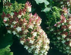 Snowflake Oakleaf Hydrangea, Hydrangea Quercifolia
Spring Meadow Nursery
Grand Haven, MI