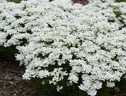 Snowsation Candytuft, Iberis Sempervirens
Proven Winners
Sycamore, IL