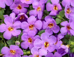 Snowstorm Blue Bacopa, Purple Flowers, Sutera Cordata
Proven Winners
Sycamore, IL
