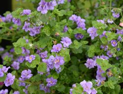 Snowstorm Blue Bubbles Bacopa, Lavender Flowers, Flowering Annual
Millette Photomedia
