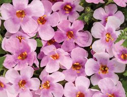 Snowstorm Pink Bacopa, Pink Flower, Annual Plant, Sutera Cordata
Proven Winners
Sycamore, IL