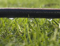Soaker Hose, Watering, Irrigation
Shutterstock.com
New York, NY