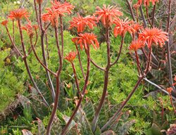 Soap Aloe, Aloe Maculata
Shutterstock.com
New York, NY