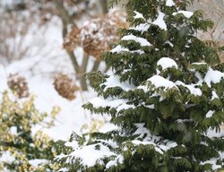 Soft Serve Chamaecyparis In Snow, False Cypress In Snow
Proven Winners
Sycamore, IL
