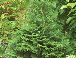 Soft Serve False Cypress, Chamaecyparis Pisifera, False Cypress Shrub
Proven Winners
Sycamore, IL