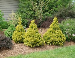 Soft Serve Gold False Cypress, Chamaecyparis Pisifera, Sawara Cypress
Proven Winners
Sycamore, IL