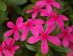 Soiree Kawaii Pink Vinca, Vinca Flower, Hot Pink Flower
Proven Winners
Sycamore, IL