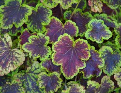 Solar Eclipse Heucherella, Foamy Bells
Shutterstock.com
New York, NY