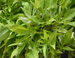 Solarpower Lime, Sweet Potato Vine, Ipomoea Batatas
Millette Photomedia
