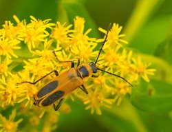 Soldier Beetle
Shutterstock.com
New York, NY