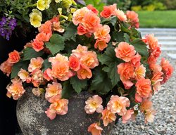 Solenia Apricot Begonia
Garden Design
Calimesa, CA