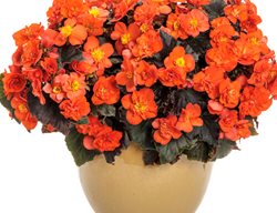 Solenia Chocolate Orange Rieger Begonia, Orange Begonia
Proven Winners
Sycamore, IL