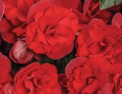 Solenia Scarlet Rieger Begonia, Red Begonia
Proven Winners
Sycamore, IL