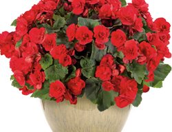 Solenia Scarlet Rieger Begonia, Rieger Begonia
Proven Winners
Sycamore, IL