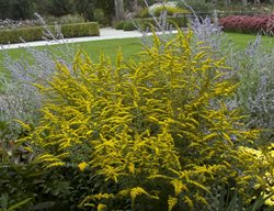 Solidago Rugosa Fireworks, Fireworks Goldenrod
Millette Photomedia
