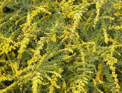 Solidago Rugosa 'fireworks'
Garden Design
Calimesa, CA