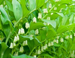 Solomon's Seal Plant, Polygonatum
Garden Design
Calimesa, CA