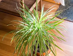 Song Of India Plant, Dracaena Reflexa
Shutterstock.com
New York, NY